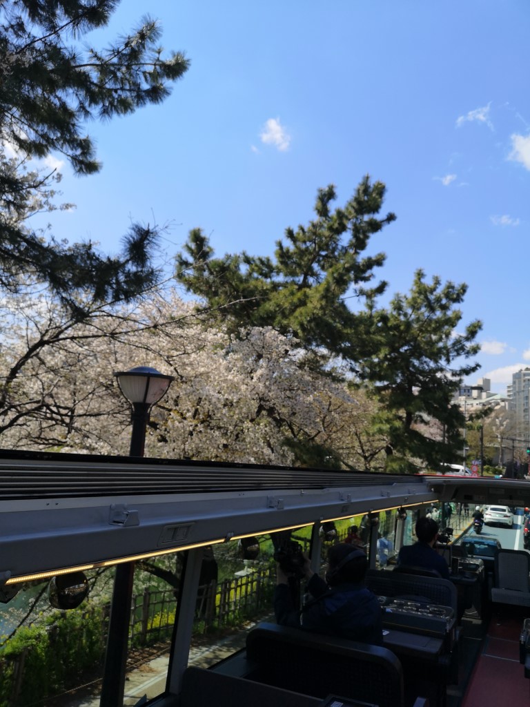 この高さからの花見はダブルデッカーならでは