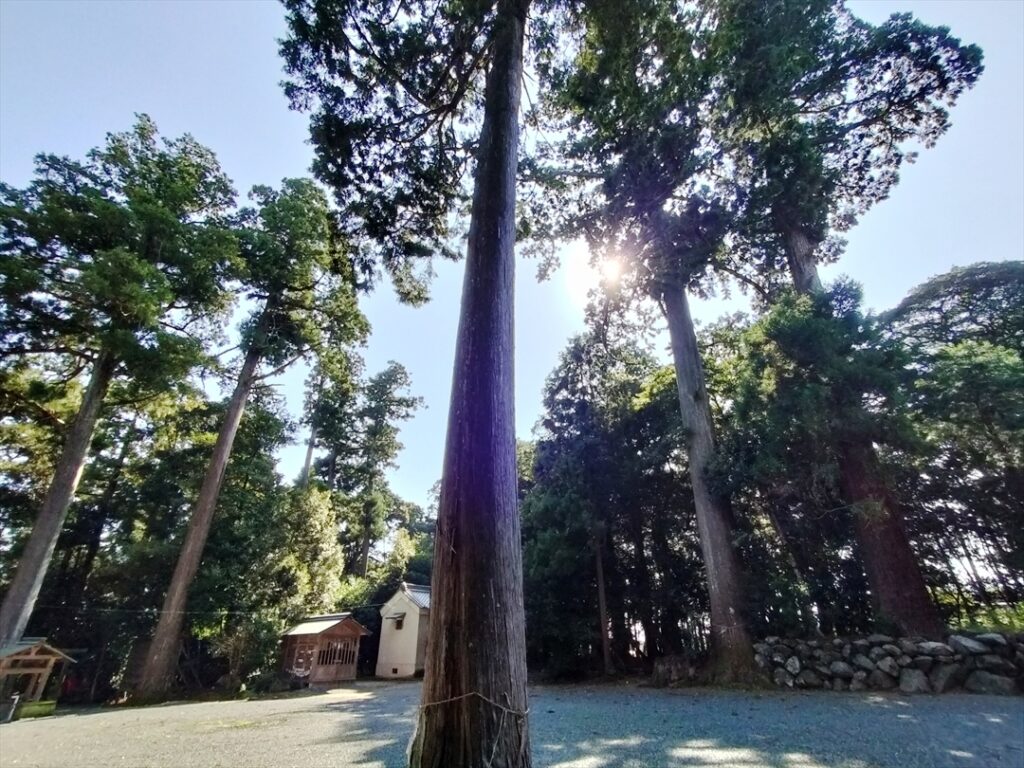 周囲のどれもが御神木級の立派な鎮守の森